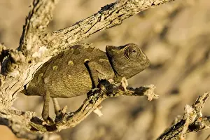 Reptiles And Amphibian Prints: Namaqua Chameleon-Baby waiting for prey- Namib Desert-Namibia-Africa
