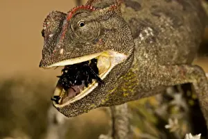 Swallowing Prints: Namaqua Chameleon - Close up - chewing a beetle - Namib Desert - Namibia - Africa