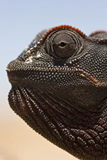 Namaqua Chameleon Close up of its head with salt secretion visible. Namib Desert, Namibia, Africa