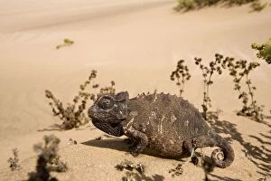 Images Dated 21st May 2008: Namaqua Chameleon - Among dune scrub
