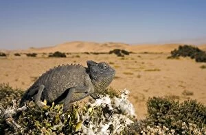 Namaqua Chameleon with dunes/desert in the background