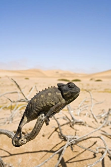 Images Dated 7th November 2006: Namaqua Chameleon with dunes/desert in the background. Namib Desert, Namibia, Africa