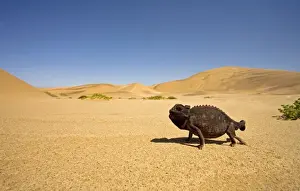 Namaqua Chameleon with dunes/desert in the background. Namib Desert, Namibia, Africa