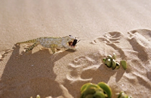 Images Dated 21st June 2007: Namaqua Chameleon - eating insect