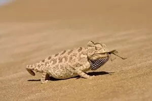Namaqua Chameleon - Eating a large Desert Locust