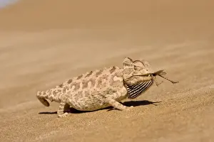 Catching Prints: Namaqua Chameleon - Eating a large Desert Locust - Sequence 3 of 3 - Namib Desert - Namibia - Africa