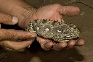 Namaqua Chameleon - Being handled