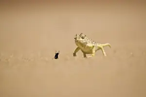 Namaqua Chameleon - Hunting a Dune Beetle on the Namib Plains - Namib Desert - Namibia - Africa