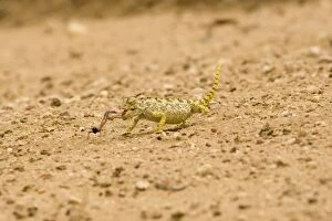 Images Dated 18th March 2009: Namaqua Chameleon - hunting for Tenebrionid Beetles