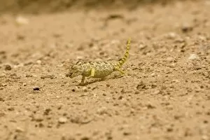 Images Dated 18th March 2009: Namaqua Chameleon - hunting for Tenebrionid Beetles - Namib Desert - Namibia - Africa