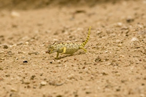 Images Dated 18th March 2009: Namaqua Chameleon - hunting for Tenebrionid Beetles