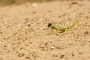 Namaqua Chameleon - hunting for Tenebrionid Beetles - Namib Desert - Namibia - Africa