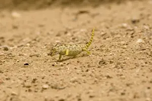 Catching Prints: Namaqua Chameleon - hunting for Tenebrionid Beetles - Namib Desert - Namibia - Africa