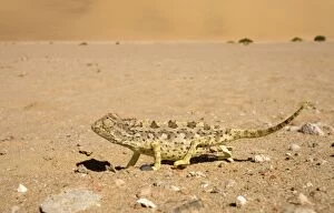 Images Dated 20th May 2007: Namaqua Chameleon-Keeping an eye on the sky whilst crossing open ground Namib Desert-Namibia-Africa