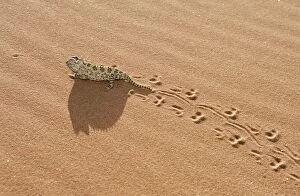 Namaqua Chameleon - Leaving Trail In Sand