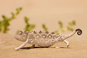 Namaqua Chameleon looking for prey. Namib desert, Namibia, Africa