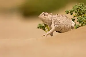 Namaqua Chameleon looking for prey. Namib desert, Namibia, Africa