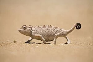 Namaqua Chameleon looking for prey