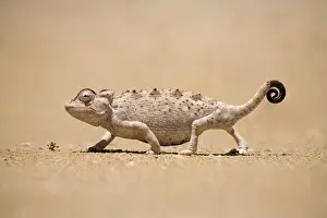 Namaqua Chameleon looking for prey. Namib desert, Namibia, Africa