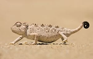 Images Dated 13th November 2006: Namaqua Chameleon looking for prey. Namib desert, Namibia, Africa
