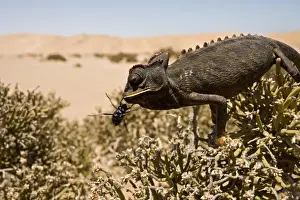 Namaqua Chameleon - Perched on an ink bush with a beetle - Namib Desert - Namibia - Africa