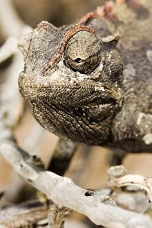 Images Dated 16th May 2007: Namaqua Chameleon - Portrait showing salt secretion