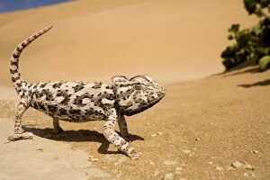 Images Dated 21st May 2008: Namaqua Chameleon - Side profile during threat display - Pink Phase