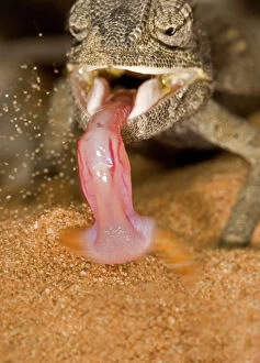 Deserts Collection: Namaqua Chameleon - Showing the tongue retracting with prey - Namib Desert - Namibia - Africa
