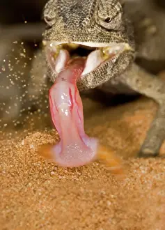 Catching Prints: Namaqua Chameleon - Showing the tongue retracting with prey - Namib Desert - Namibia - Africa