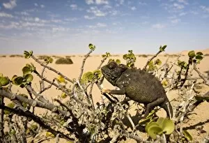 Namaqua Chameleon-Sitting in a Dollar Bush with the desert in the background