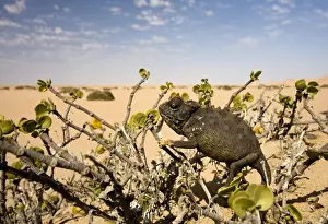 Namaqua Chameleon-Sitting in a Dollar Bush with the desert in the background-Dunes-Swakopmund-Namib Desert-Namibia-Africa