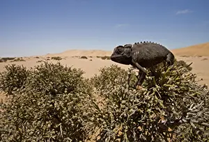 Namaqua Chameleon - Sitting on an Ink Bush - Wide Angle Shot showing the dune landscape in the background - Namib Desert - Namibia - Africa