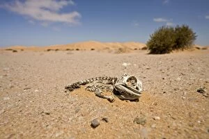 Images Dated 21st October 2008: Namaqua Chameleon - Skeleton lying on the gravel