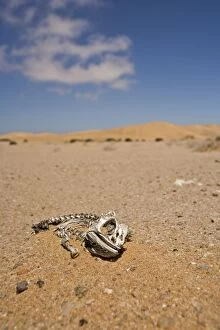 Namaqua Chameleon - Skeleton lying on the gravel