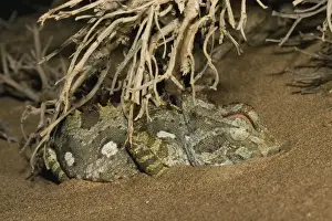 Namaqua Chameleon-Sleeping under a bush-Taken at night Dunes near Swakopmund-Namib Desert-Namibia-Africa