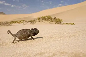 Namaqua Chameleon-Sriding accross white desert sand in its black form Dunes-Swakopmund-Namib Desert-Namibia-Africa