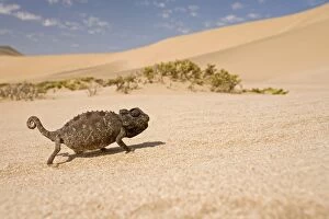 Namaqua Chameleon - Striding accross white desert sand in its black form