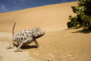 Dune Prints: Namaqua Chameleon-Striding towards the camera in the alert posture-Pink Phase-Dunes-Swakopmund-Namib