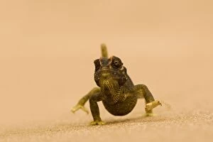 Images Dated 18th March 2009: Namaqua Chameleon - striding over dune sand - Namib Desert - Namibia - Africa