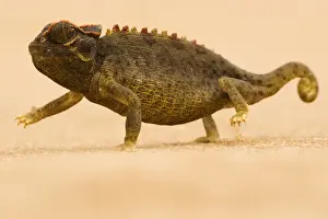 Namaqua Chameleon - striding over dune sand - Namib Desert - Namibia - Africa