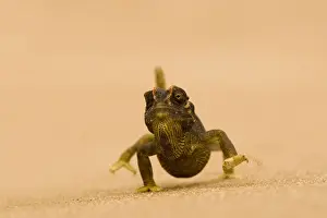Namaqua Chameleon - striding over dune sand - Namib Desert - Namibia - Africa