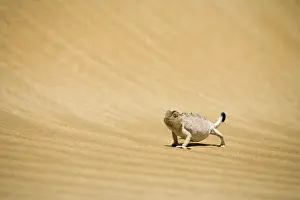 Namaqua Chameleon Striding over rippled dune sand. Namib Desert, Namibia, Africa