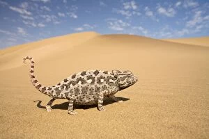Images Dated 21st May 2008: Namaqua Chameleon - Striding over yellow dunes - blue sky with clouds in the background