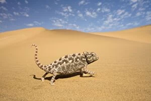 Namaqua Chameleon - Striding over yellow dunes - blue sky with clouds in the background