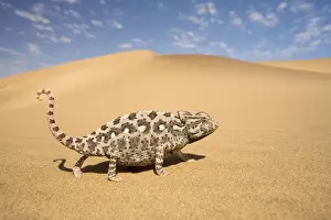 Namaqua Chameleon-Striding over yellow dunes-blue sky with clouds in the background-Dunes-Swakopmund-Namib Desert-Namibia-Africa