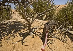 Namaqua Chameleon - With tongue fully extended-Namib Desert-Namibia-Africa