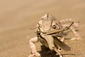 Images Dated 20th May 2007: Namaqua Chameleon - Trying to eat a large Desert Locust in a sand storm