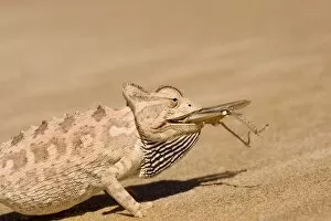 Namaqua Chameleon - Trying to eat a large Desert Locust
