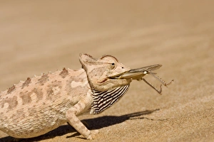 Images Dated 20th May 2007: Namaqua Chameleon - Trying to eat a large Desert Locust