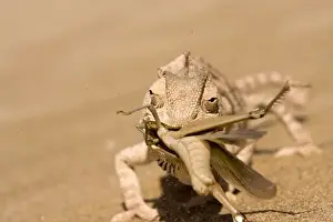 Catching Prints: Namaqua Chameleon - Trying to eat a large Desert Locust in a sand storm - Sequence 1 of 3 - Namib Desert - Namibia